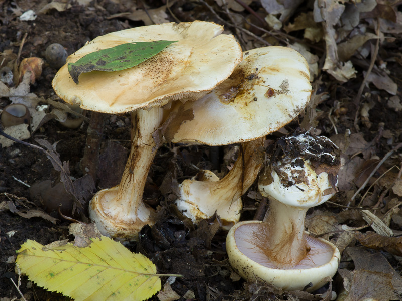 Cortinarius albertii